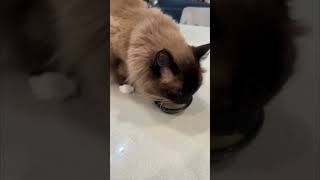 Cute Coco the Cat Loves Her Bone Broth Soup  Arizona Cuddly Ragdoll Cats shorts [upl. by Ehsiom844]