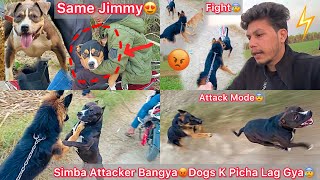 Simba Ekdm Se Attacker Ban Gya😰Panga Hogya  Same Jimmy K Jaise Female Dog Aagye🐶😍 [upl. by Etselec]