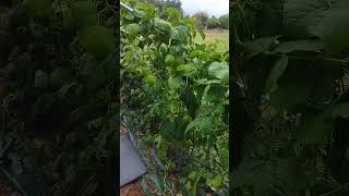 🥦🥕 les haricots magiques 💥 Haricot vert comment éviter les mauvais herbes ❤️ autonomiebio [upl. by Eelrefinnej841]