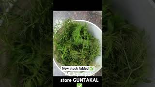 Vr Aqua pets store GUNTAKAL ✅ hamsters birds aquarium [upl. by Himelman]