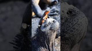 Lava lizards and iguana galapagos [upl. by Stirling620]