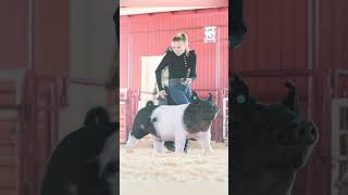 Karis 2 years ago vs Now showing pigs at livestock shows showpigs pigs [upl. by Eelac564]