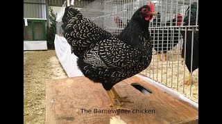 Barnevelder chickens [upl. by Essiralc402]