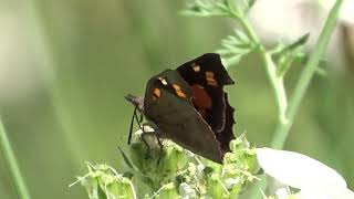 Nettle Tree Butterfly with open wings in an ancient meadow near Rivert Catalonia 23 June 2024 [upl. by Nalad]