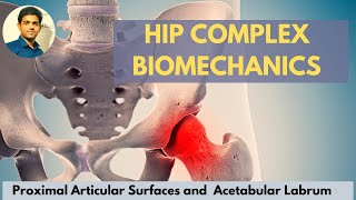 Hip joint articular surface acetabular labrumHip Complex Biomechanics [upl. by Htebasyle42]