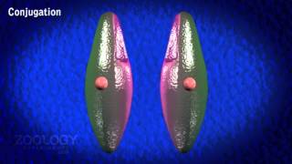 Paramecium conjugation [upl. by Perloff]