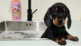 How do the puppies react to their first bath  Mini Dachshunds [upl. by Cyrilla]