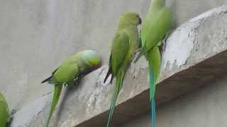 wild roseringed parakeets [upl. by Hovey612]