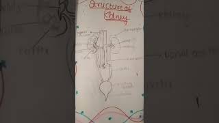 Diagram of kidney [upl. by Mathis]