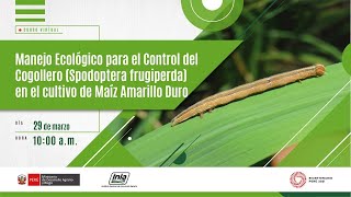 Manejo Ecológico para el Control del Cogollero Spodoptera frugiperda en el cult de Maíz Amarillo [upl. by Atsylak]