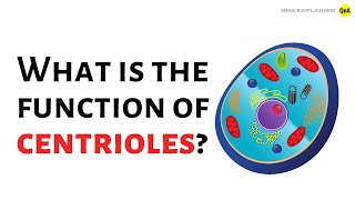 What is the function of centrioles   QnA Explained [upl. by Nirroc156]