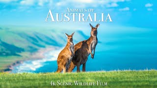 Animals of Australia 4K  Scenic Wildlife Film With Calming Music [upl. by Etoile]