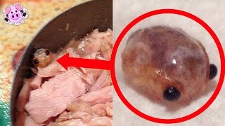 10 Most Disgusting Things Found In Food [upl. by Radmen324]