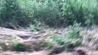 Cades Cove Tennessee Bear chasing man [upl. by Eatnhoj]