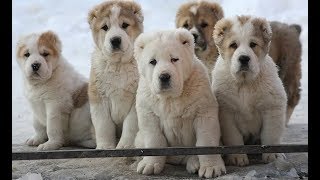 Alabai Puppies  Alabay Yavruları  Щенки Алабая [upl. by Natsirk267]