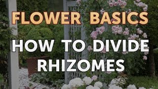 How to Divide Rhizomes [upl. by Tarrance]