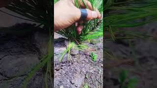 Small Chinese Bonsai Trees Using Liquid Fertilizers and Grow Mediums bonsai bonsaiideasbonsaitree [upl. by Ayatal]