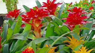 you tube video Bromeliad plantair purifier ornamental plant [upl. by Emilie]