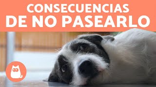 ¿Qué pasa si NO sacas a PASEAR a tu PERRO 🐶❌ [upl. by Anirbys770]