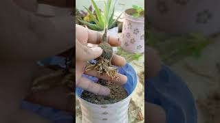 5 Herb to grow at home garden shorts herbs gardening garden [upl. by Ahsiym]