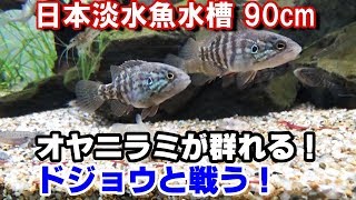 【オヤニラミ】10匹導入！ ドジョウと戦う！『日本淡水魚水槽9018』 [upl. by Isidore]