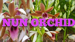 All About Nun Orchid or Phaius Tankervilleae Orchid [upl. by Holsworth]