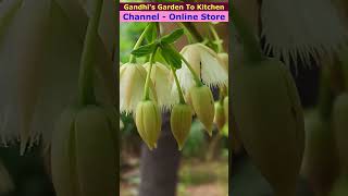 Chandramukhi Rudraksha Plant for sale  Rudraksha Life gandhisgardentokitchen [upl. by Ylla]