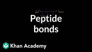 Peptide bonds Formation and cleavage  Chemical processes  MCAT  Khan Academy [upl. by Meekah]