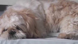 2015  IPSO chien SHIHTZU 20 mois  TOILETTAGE maison [upl. by Litta]