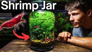 I Made a NoFilter Shrimp Jar Ecosystem Here’s How [upl. by Mikiso536]