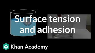 Surface Tension and Adhesion  Fluids  Physics  Khan Academy [upl. by Eaves670]