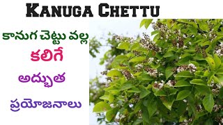 Kanuga plant upayogalu in telugumillettia pinnatakanuga tree best uses [upl. by Alue661]