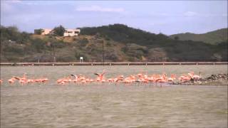 Jan Thiel Salt Flats Flamingos [upl. by Dulce]