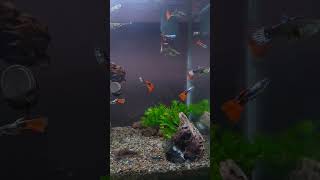 Nano Tank Akuarium freshwater Fish shorts [upl. by Seve]