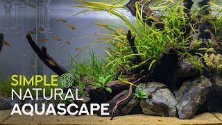 Simple Natural Aquascape  Step by Step [upl. by Seaver310]