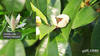 Banana Shrub Blooming 含笑花 [upl. by Sualokin]