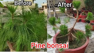 My first PINE TREE BONSAI with care n tips😊👍 [upl. by Ahsinnod]