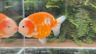 14690 female gold coin orange creamsicle Yuanbao ranchu [upl. by Docila407]