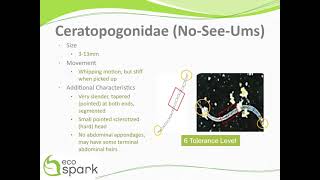 NoSeeUms Ceratopogonidae Key ID Features [upl. by Crean]