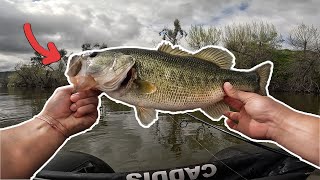 3 Days of Fishing Green Bass [upl. by Ecikram]