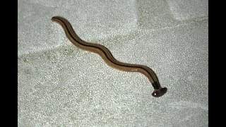 Hammerhead worm Bipalium kewense in my basement Wy is this thing in my house [upl. by Richman]