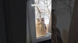 Woman found an injured owl and then helped it [upl. by Eilak]