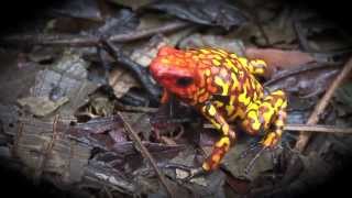 Trailer Oophaga Histrionica Red Head Documentary [upl. by Pernell]