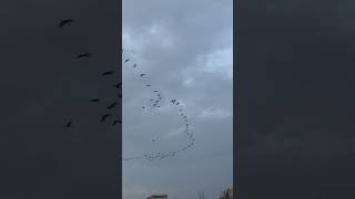 Birds Migration shorts shortvideo viralvideo trending birds birdmigration tamil migration [upl. by Janie]