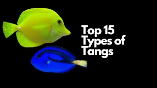 Top 15 Types of Tangs 🐠 [upl. by Alakam187]