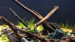 Preview of new 40 gallon breeder high tech planted tank [upl. by Atiuqaj618]