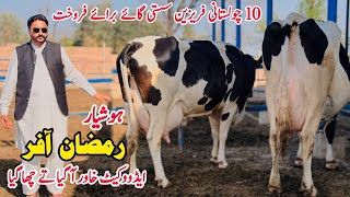 Subhan Dairy Farm  Girlando Cow  Cow For Sale New Video  Dairy Farming Cow  Pk Janwar Mandi [upl. by Drye]