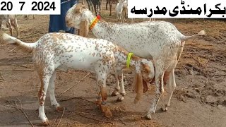 Bakra Mandi madrisa ki update👍 Makhi Chennai breeder or bacho wali bakriya 03157842038 [upl. by Quin]