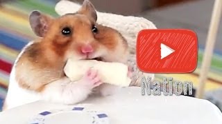 MC Hamster 2 Legit 2 Quit Eating Tiny Burritos  YouTube Nation  Thursday [upl. by Zerelda]