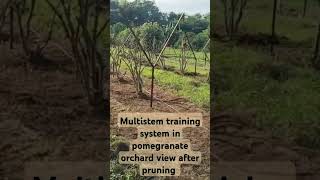 Pomegranate orchard view multistem training system after pruning [upl. by Olsen]